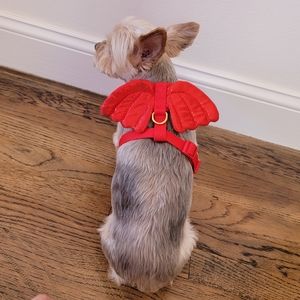 Pup Crew dog Harness